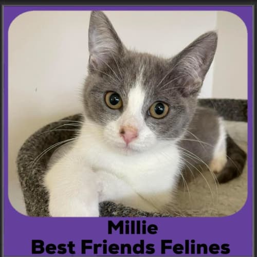 Millie 