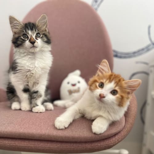 Kittens!  Gingey and Rocky!