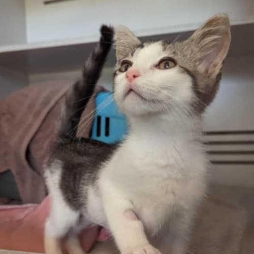 Klaus