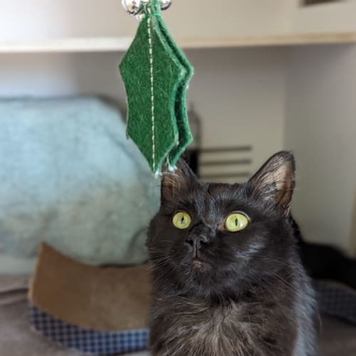 Alana (available from PetStock Milperra)