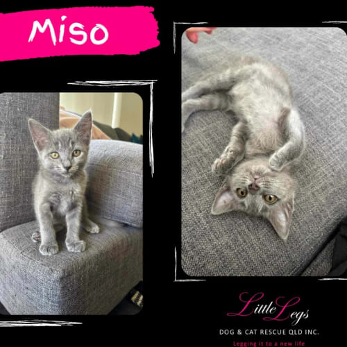 Miso
