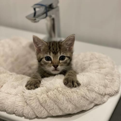 Kiki