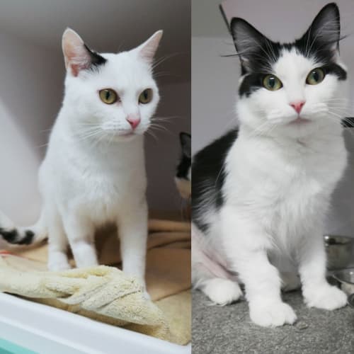 Kylie STA011894 & Dani STA011895