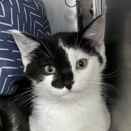 Domino