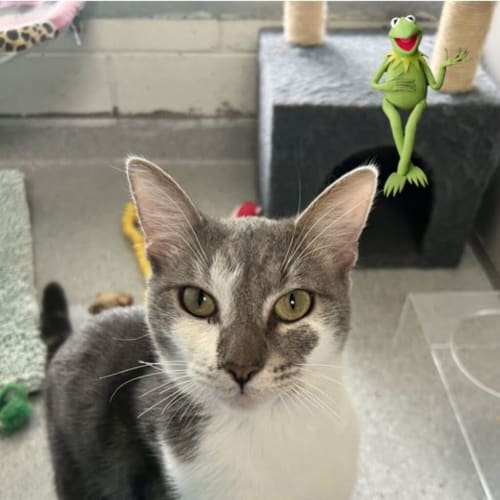 Kermit
