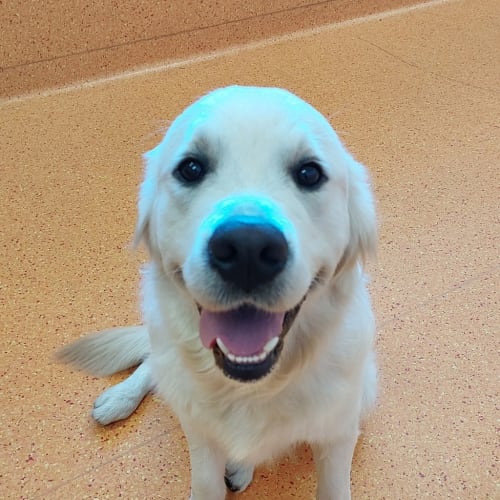 Huckleberry