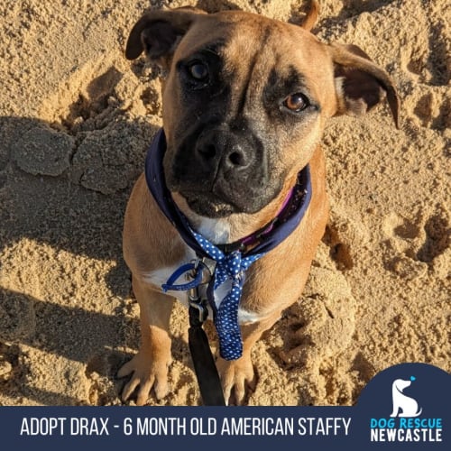 Drax - 6 Month Old American Staffy (Trial)