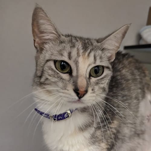 Sabrina