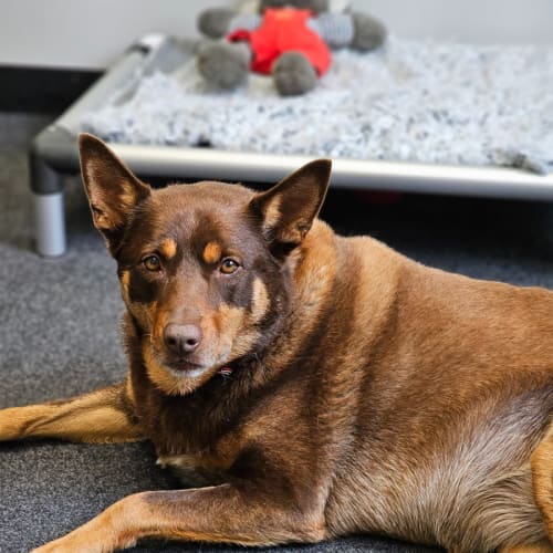 🍂 C04706 Ivy 🍂