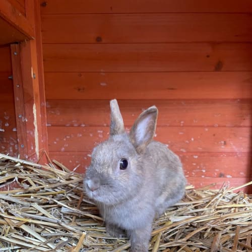 🥬 STK140 Greta 🥬