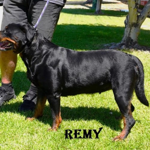 Remy