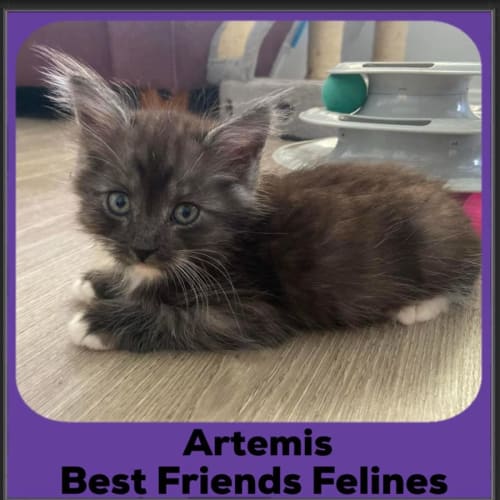 Artemis 