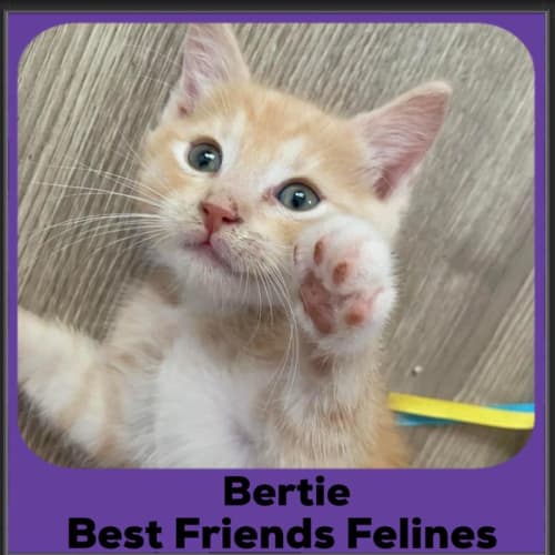 Bertie
