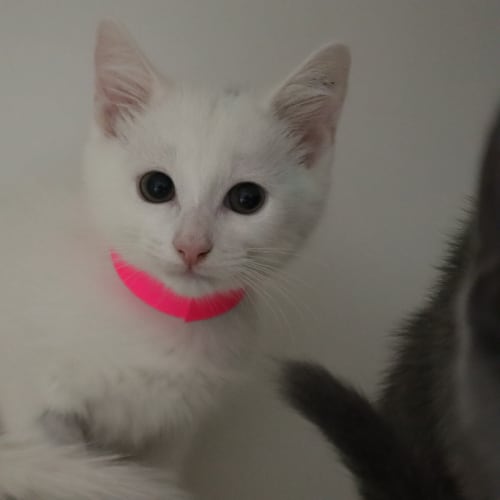 Snowball