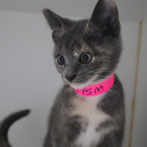 Hazel