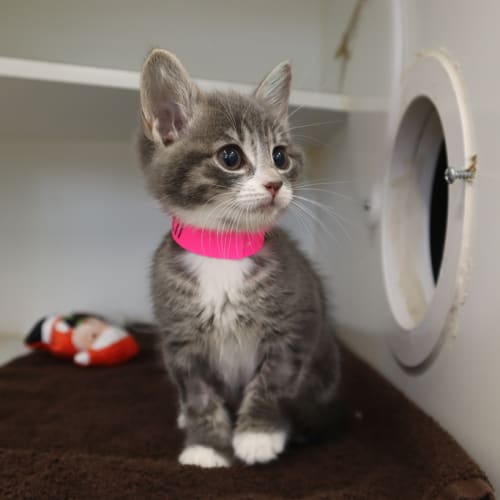 Lyra