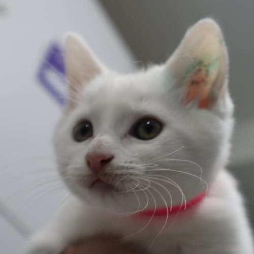 Petunia
