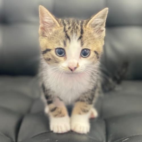 Loki