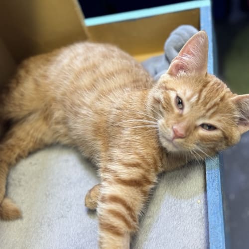 Garfield