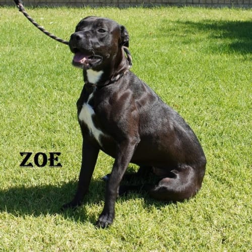 Zoe