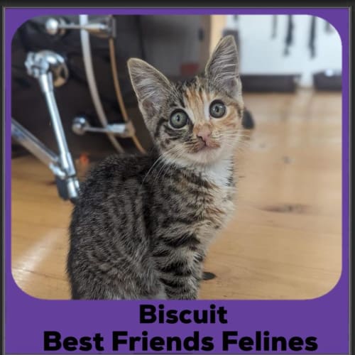 Biscuit 