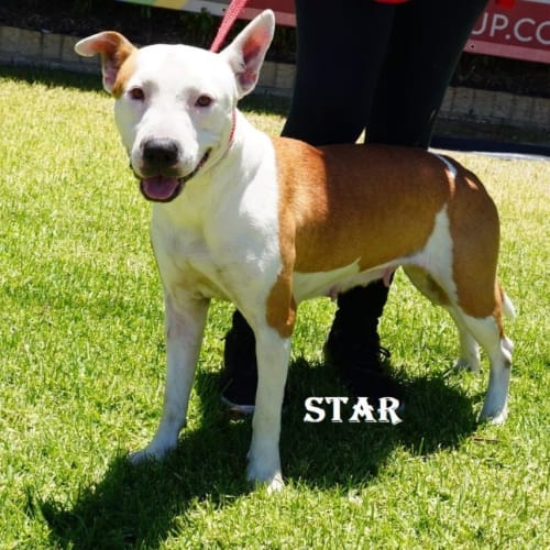 Star