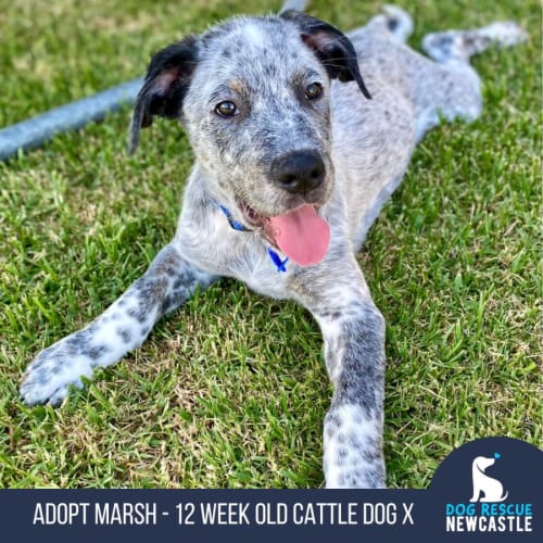 Marsh - 12 Week Old Cattle Dog X (Trial)