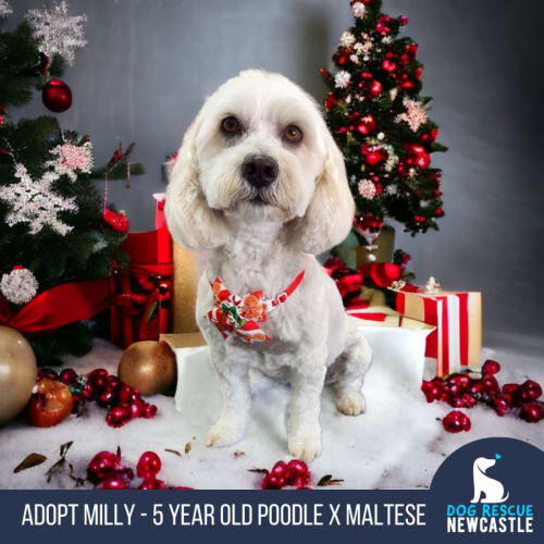 Milly - 5 Year Old Poodle X Maltese (Hold)