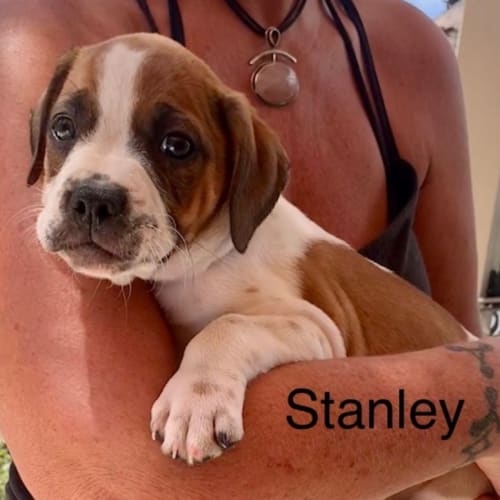 Stanley