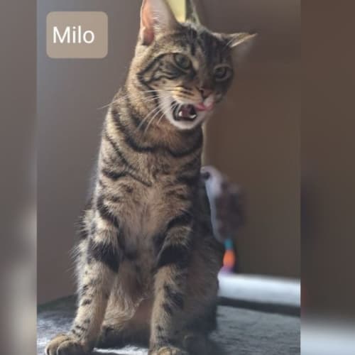 Milo