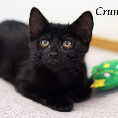 Crunchie