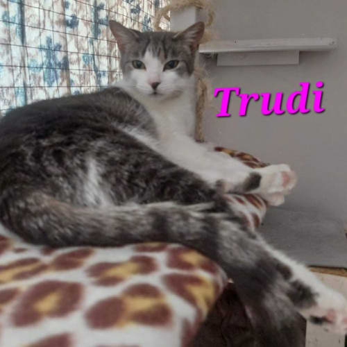 Trudy