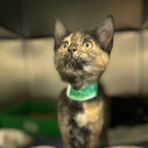 Tabitha