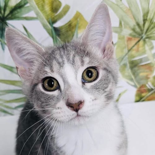 Samwise - Located in Preston