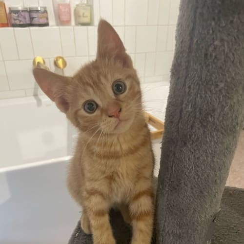 Ziggy *9 Lives Project Rescue*