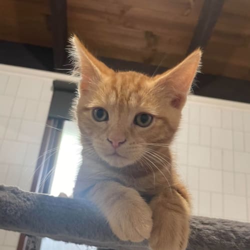 Cookie  *9 Lives Project Rescue*