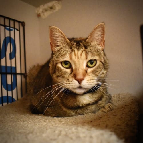 Missie