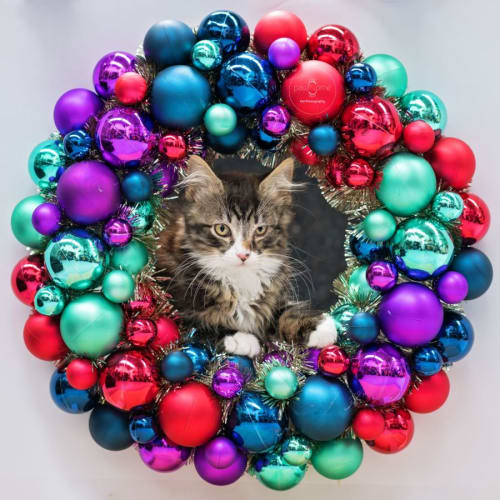 Bandit **2nd Chance Cat Rescue**