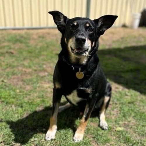 Kaya