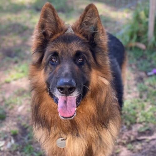 Tyson