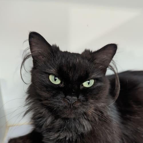 Merlin
