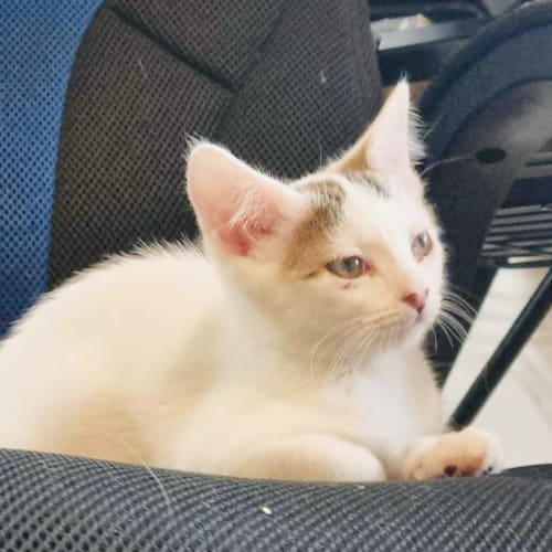 Mabel - Located in Preston