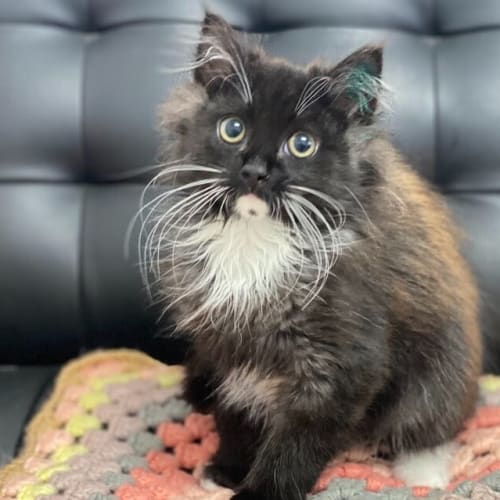 Whiskers