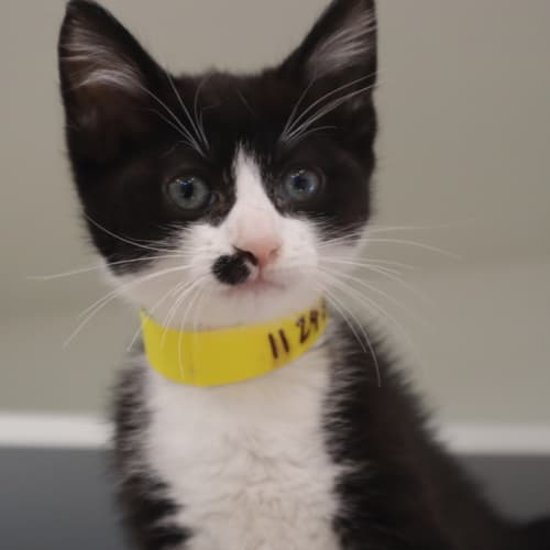 Oreo