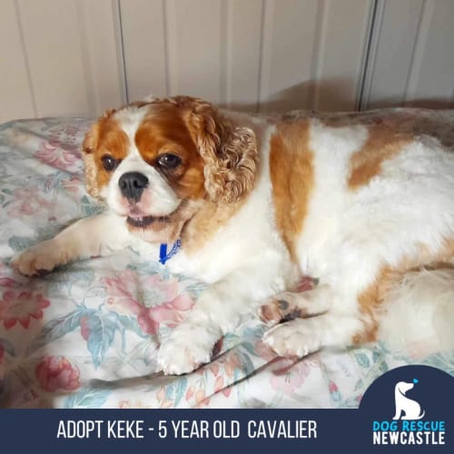 Keke - 5 Year Old Cavalier King Charles (Trial)