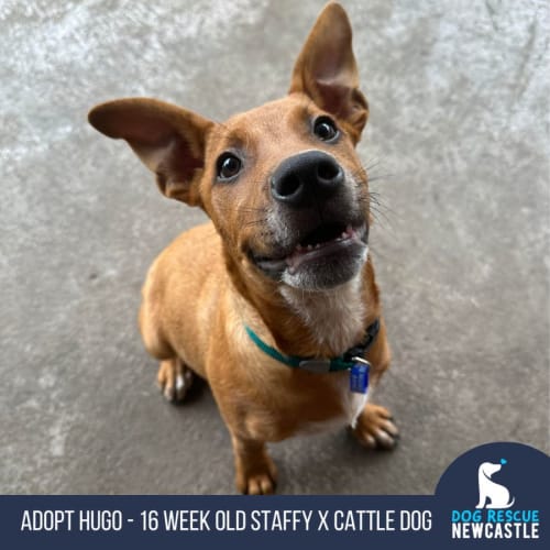 Hugo - 16 Week Old Staffy X Cattle Dog (Trial)