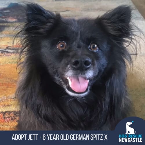 Jett 🥎 German Spitz x, 6yo (On Trial 16/2/24)