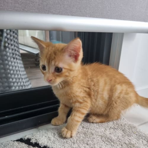 Cheddar **2nd Chance Cat Rescue**