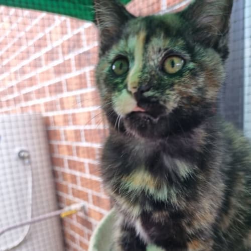 Cleo ** 2nd Chance Cat Rescue**