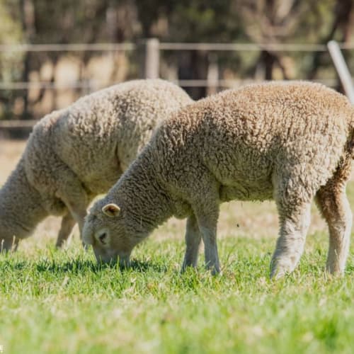 Lolly, Pop and Beatrix